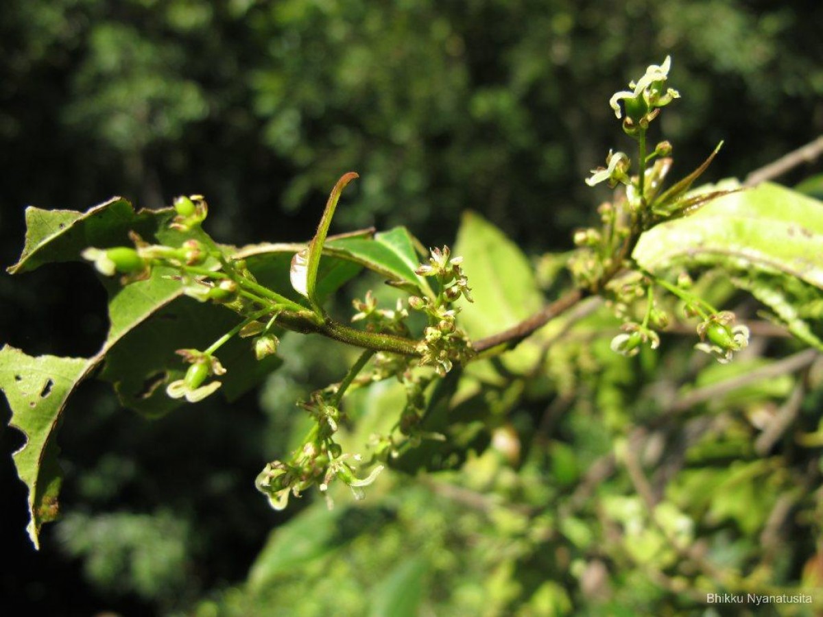 Celtis philippensis Blanco